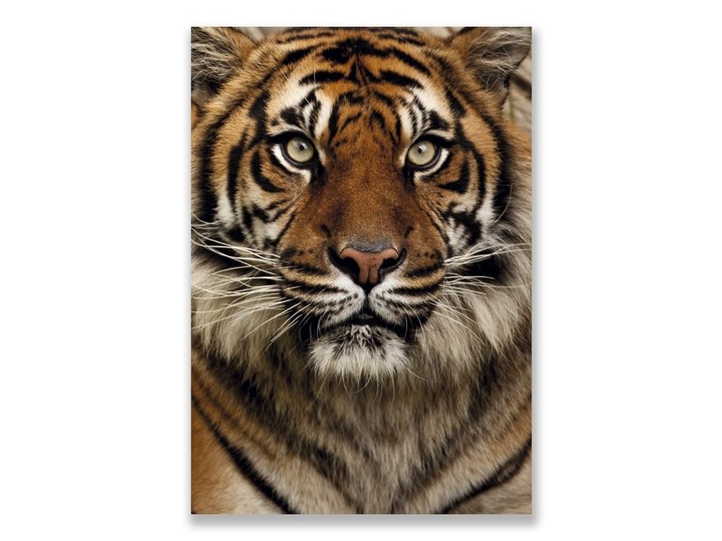 Postcard,  Tiger, Head