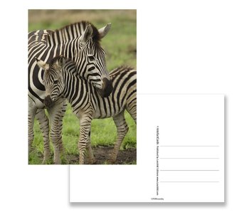 Postkarte, Zebra