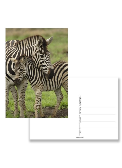 Ansichtkaart,  Zebra