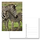 Postkarte, Zebra