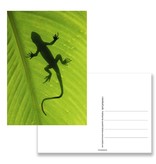 Postcard,  Gecko