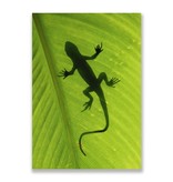 Postcard,  Gecko
