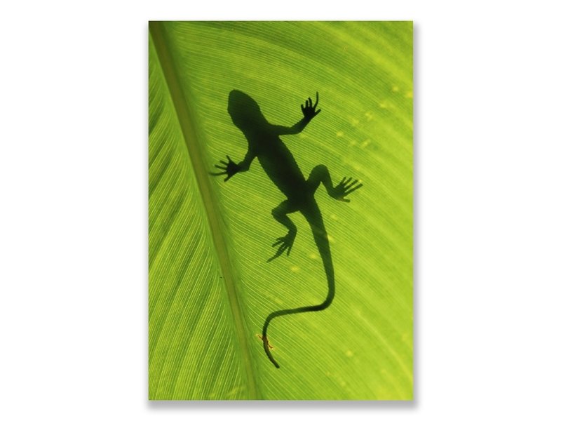 Postcard,  Gecko