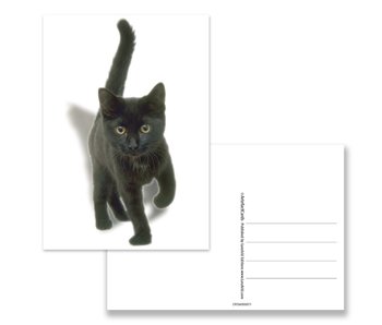 Ansichtkaart,  Kitten, zwart