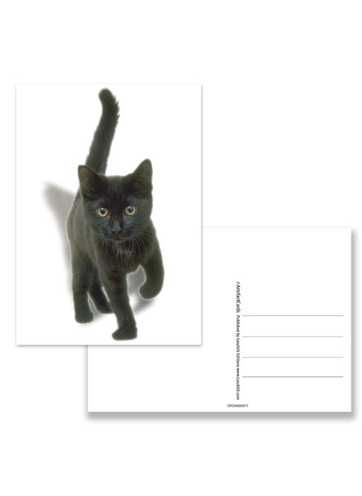 Ansichtkaart,  Kitten, zwart