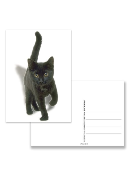 Carte postale, chaton, noir