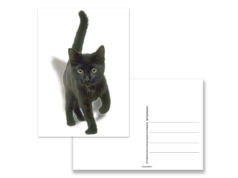 Carte postale, chaton, noir