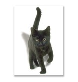 Carte postale, chaton, noir