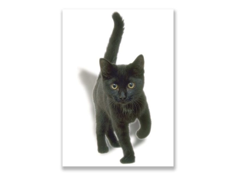 Carte postale, chaton, noir