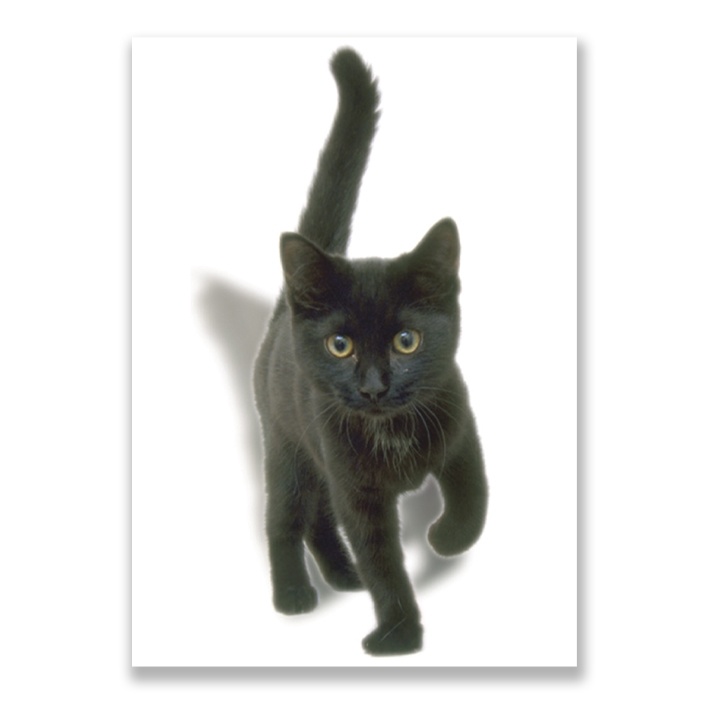 Oven vraag naar Onvermijdelijk Ansichtkaart, Kitten, zwart - Museum-Webshop