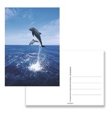 Carte postale, dauphins