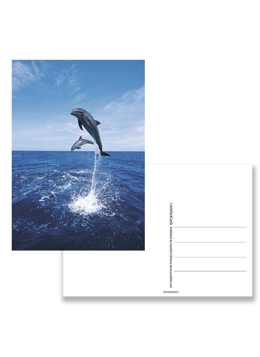 Carte postale, dauphins