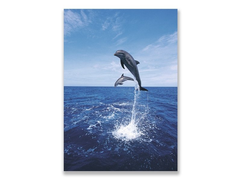 Carte postale, dauphins