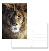 Carte postale, tête de lion