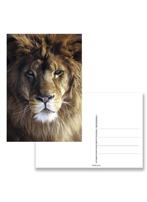 Postcard,  Lion Head