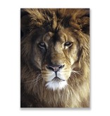 Carte postale, tête de lion