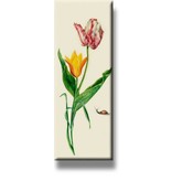 Fridge Magnet, Two Tulips and Snail