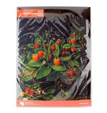 Tapis de souris, Schlesinger, Fraises