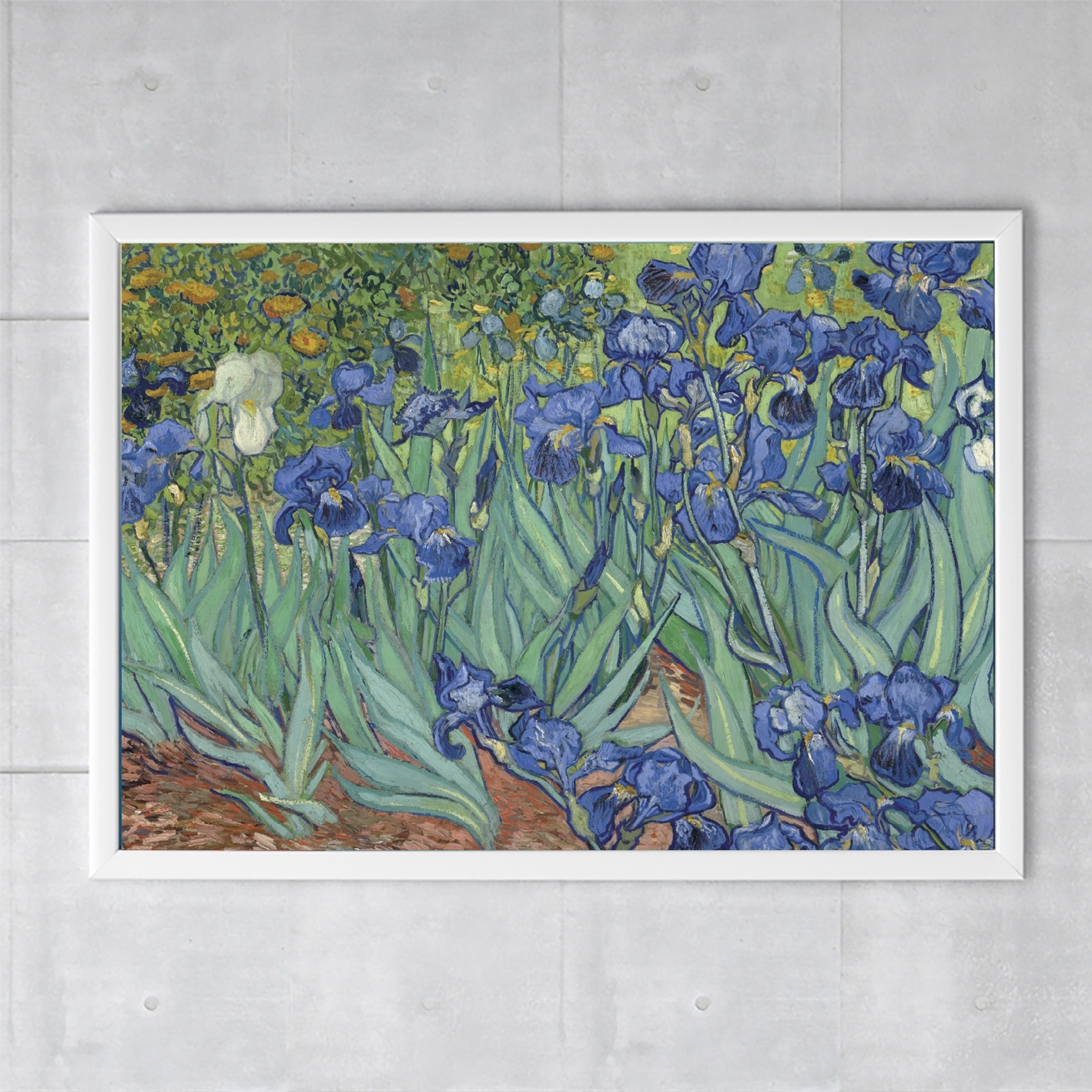 Affiche, 50x70 Irises Van Gogh  Museum Webshop - Museum-webshop
