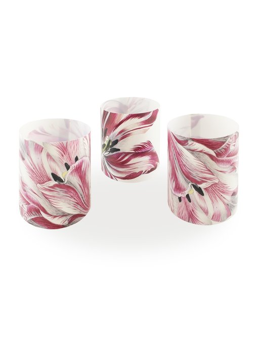 Candle shades , Merian, Three Tulips