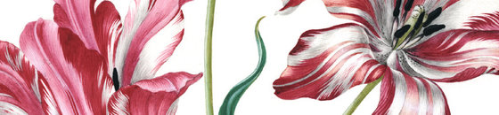 Tulpen-Souvenirs