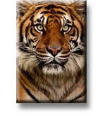 Fridge magnet, Tiger head