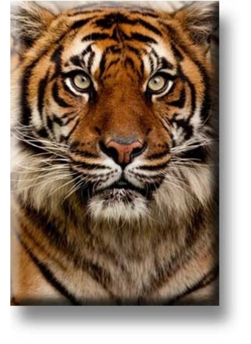 Fridge magnet, Tiger head