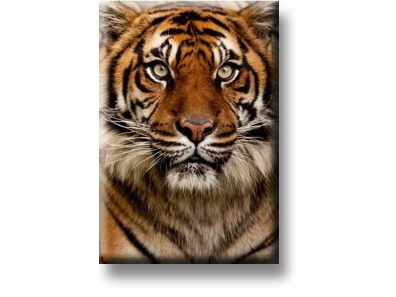 Fridge magnet, Tiger head