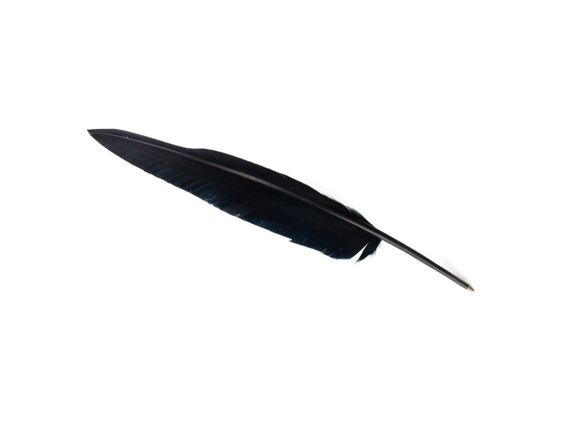 pluma negro