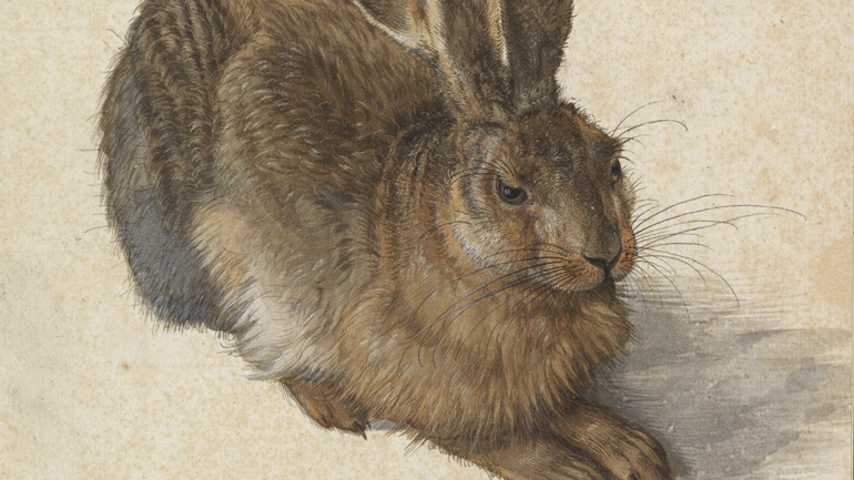 Nieuwe Collectie: Haas (1502), Albrecht Dürer