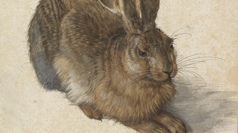 Nueva colección: Liebre (1502), Albrecht Dürer