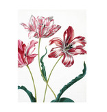 Softcover art sketchbook, Merian, Three tulips