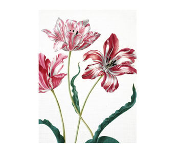 Diario del artista, Merian, tres tulipanes