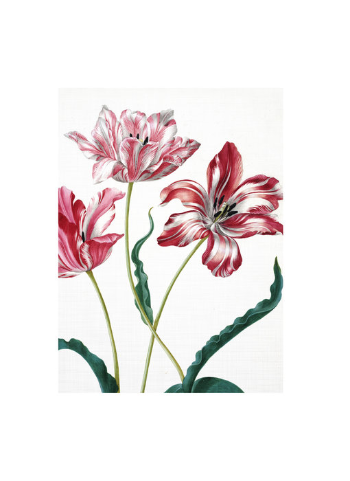 Künstlerjournal,  Merian, drei Tulpen