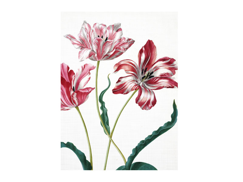 Softcover kunst schetsboek, Merian, Drie tulpen