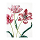 Cahier d'artiste, Merian, Trois tulipes