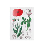 File Sheet A4, Poppy, Hortus Botanicus