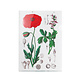 File Sheet A4, Poppy, Hortus Botanicus