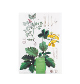 File Sheet A4, Poppy, Hortus Botanicus