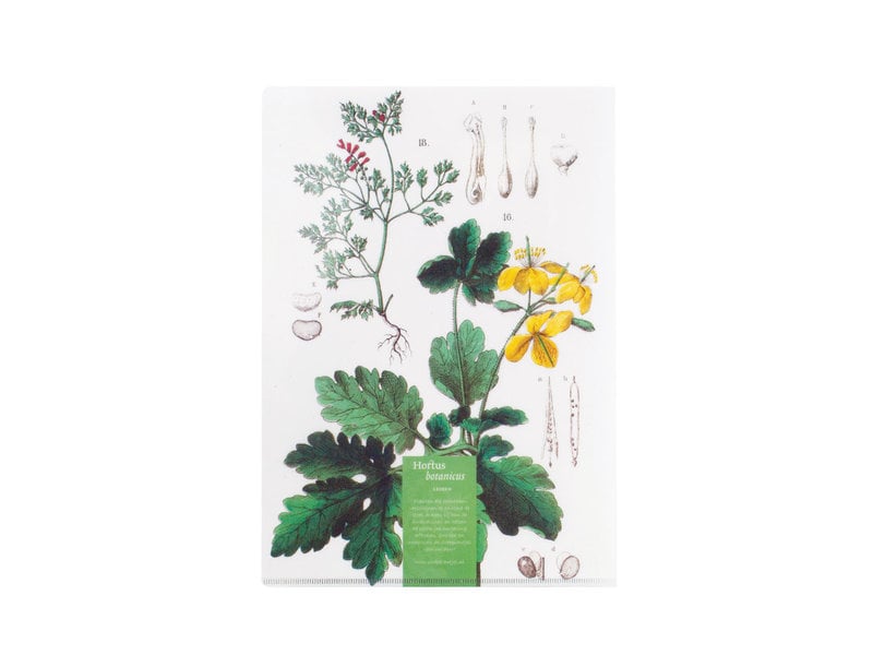 File Sheet A4, Poppy, Hortus Botanicus