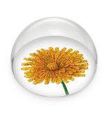 Glass Dome/Paperweight,  Dandelion , Hortus Botanicus