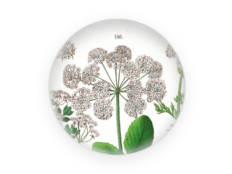 Glass Dome/Paperweight, Elderberry, Hortus Botanicus