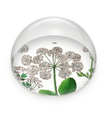 Glass Dome/Paperweight, Elderberry, Hortus Botanicus