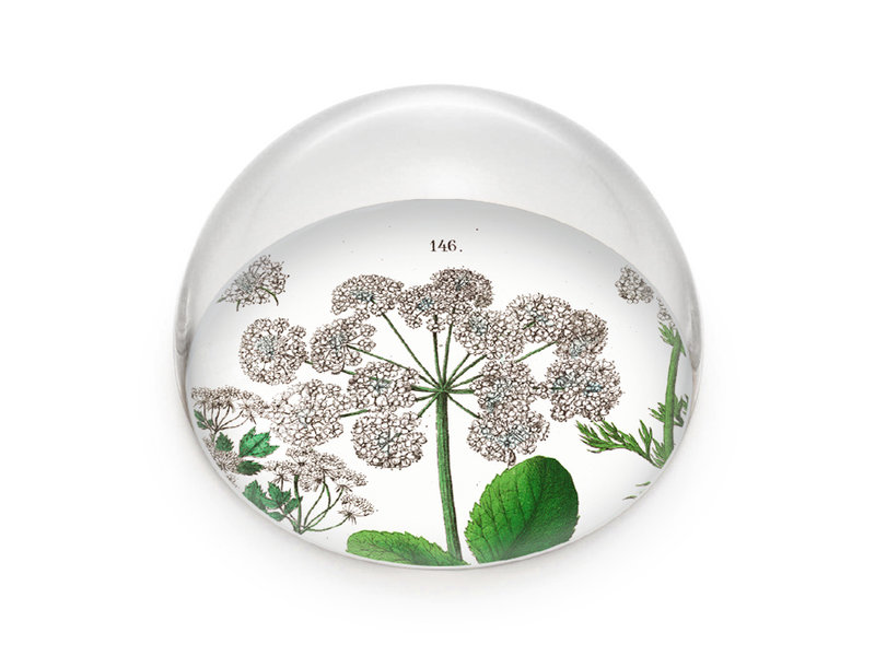 Glass Dome/Paperweight, Elderberry, Hortus Botanicus