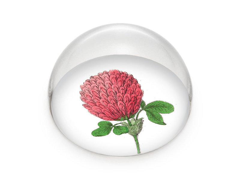 Glass Dome/Paperweight, Red clover flower,  Hortus Botanicus