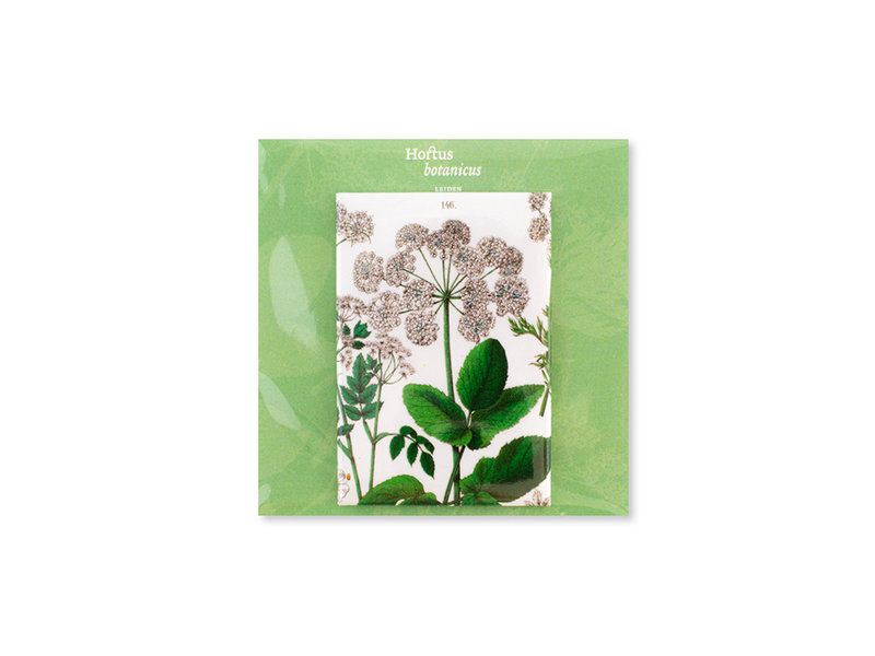 Fridge Magnet, Elder Leaf, Hortus Botanicus