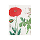 Glued Exercise book , A5, Poppy, Hortus Botanicus