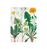 Glued Exercise book , A5, Dandelion , Hortus Botanicus