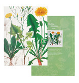Glued Exercise book , A5, Dandelion , Hortus Botanicus