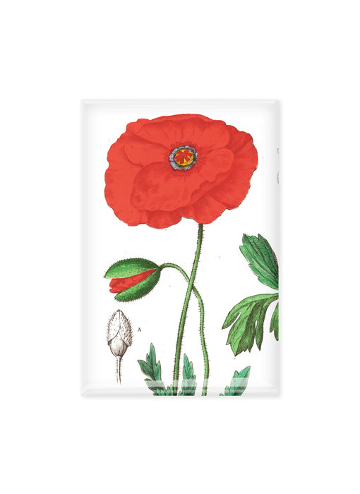 Magnet de réfrigérateur,  Coquelicot, Hortus Botanicus